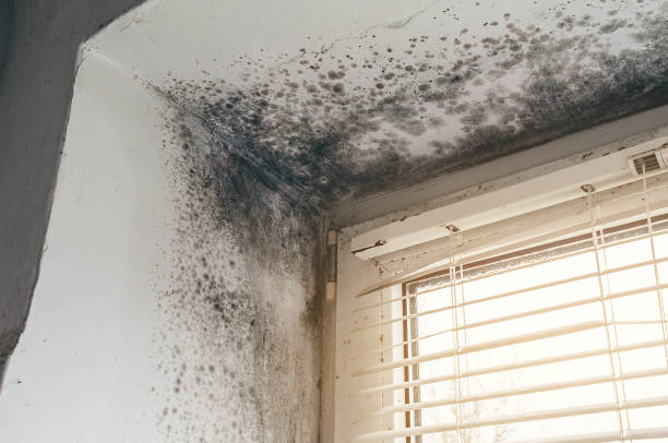Affordable Mold Remediation solutions in Pomeroy, WA
